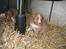 Nova scotia duck tolling retriever Leica - Leica 3½ uge