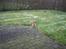 Nova scotia duck tolling retriever Leica - Leica 10 uger