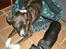 Blanding af racer Constantin - Constantin i baby´s kurv...
