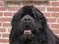 Newfoundlænder Tasso <3 R.I.P bedste!