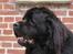 Newfoundlænder Tasso <3 R.I.P bedste!