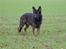 Schæferhund Nimbus *RIP*