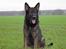 Schæferhund Nimbus *RIP*