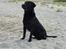 Labrador retriever Jeiko (Formel 1)