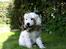 Golden retriever Balto