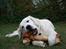 Golden retriever Balto