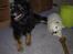 Samojedhund Gina