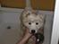 Samojedhund Gina