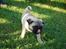 Mops *RBM* Omar Pug Altbox  *Frodo* - uhmm havde noget lækkert på næsen :)