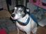 Dansk svensk gaardhund Luna (R.I.P) :'C Savnet!