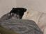 Dansk svensk gaardhund Luna (R.I.P) :'C Savnet!