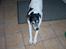Dansk svensk gaardhund Luna (R.I.P) :'C Savnet!