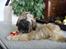 Shih tzu Tiki