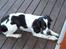 Cocker spaniel Mie - Hvad glor du på