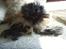 Shih tzu Tiki