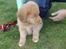 Nova scotia duck tolling retriever Mikkel - Det er godt nok en anderledes græsplæne som der er blevet min