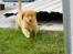 Nova scotia duck tolling retriever Mikkel - uf uf da .. føj hvor den lastbil larmede ude på vejen