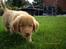 Nova scotia duck tolling retriever Mikkel - Mor hvad laver du nu?