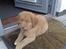 Nova scotia duck tolling retriever Mikkel - ja man passer da lidt på huset og nyder det.