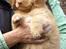 Nova scotia duck tolling retriever Mikkel - dagen hvor jeg rejste fra min hundemor
