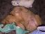 Nova scotia duck tolling retriever Mikkel - aahhh er der noget bedre end at putte i sin kurv.