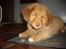 Nova scotia duck tolling retriever Mikkel - puha hvor er jeg træt og våd 