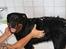 Rottweiler Freja