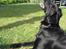 Blanding af racer Bonzo R.I.P :'( - <NYT>*Bonzo griber en godbid og ser FARLIG ud ;$