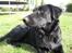 Blanding af racer Bonzo R.I.P :'( - <NYT>* Bonzo chiller lidt igen ;D