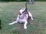Labrador retriever Tjalfe