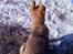 Schæferhund Kenzally´s Alpha (Kenzo) R.I.P   : ( - Kenzo på stranden... : )