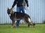 Schæferhund Kenzally´s Alpha (Kenzo) R.I.P   : ( - Kenzo d. 28-08-10 14 md gammel : )