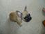 Fransk bulldog Gizmo