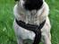 Mops *RBM* Omar Pug Altbox  *Frodo*