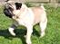 Mops *RBM* Omar Pug Altbox  *Frodo*