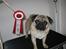 Mops *RBM* Omar Pug Altbox  *Frodo* - Frodo BIR hvalp på skuet i Brørup nov. 2009