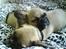 Fransk bulldog Gizmo - Mig og min brormand mowgli.....