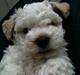 Bichon havanais Nugga