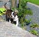 Amerikansk bulldog HardRok'Bull's Bonita RIP