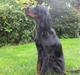 Gordon setter Højtoftegaards Q Sadie