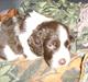 Engelsk springer spaniel Nugga