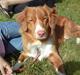 Nova scotia duck tolling retriever Leica