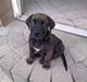 Dogo canario Qato