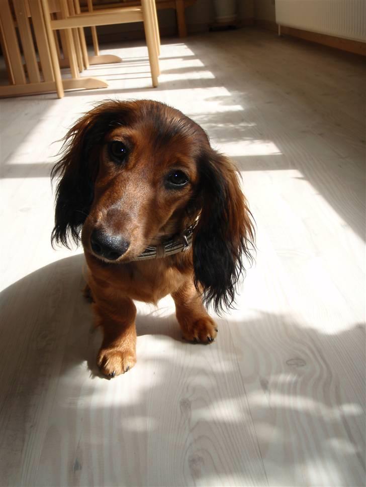 Dværggravhund Mille - Mille drejer hovedet sødt på skrå :) billede 1