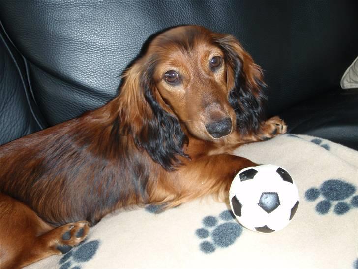 Dværggravhund Mille - På sit tæppe med bolden :) billede 6