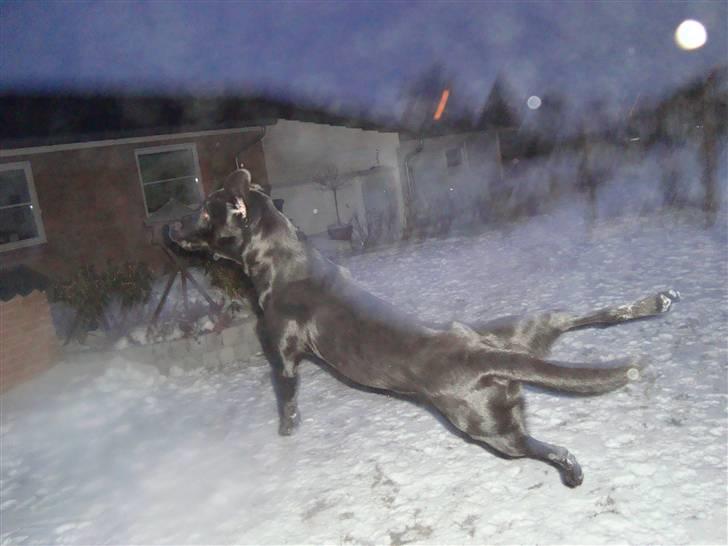 Labrador retriever Santos - Min ninja hund :] billede 10