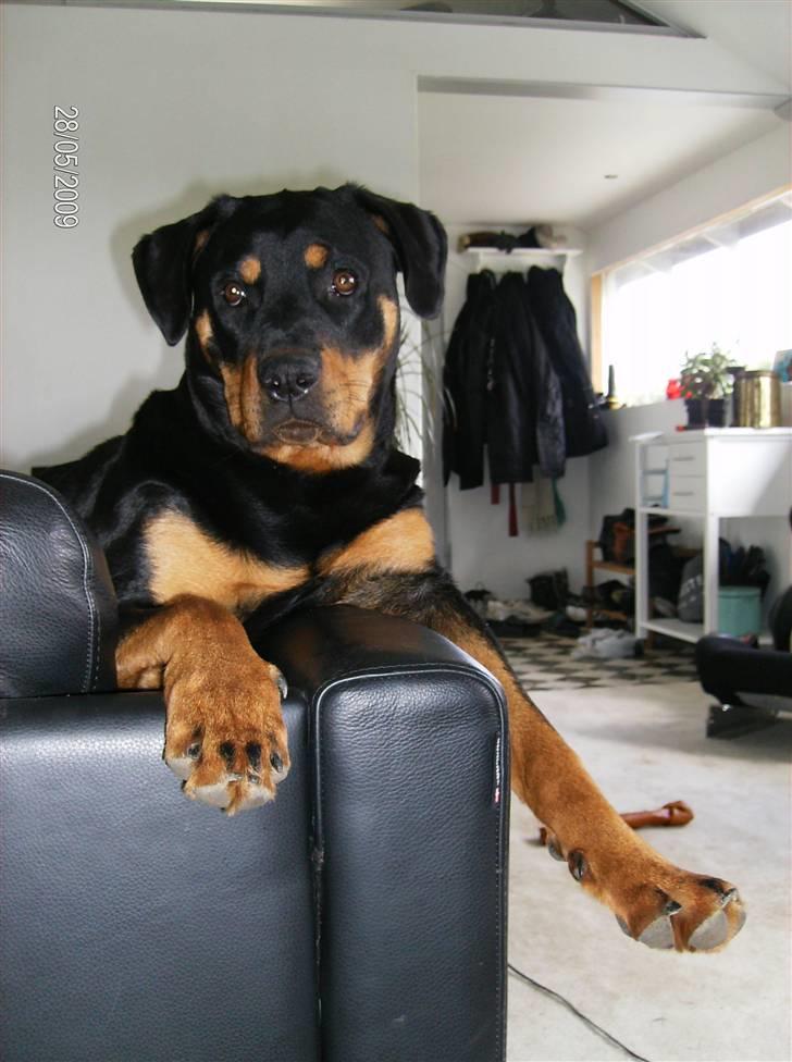 Rottweiler Freja billede 12