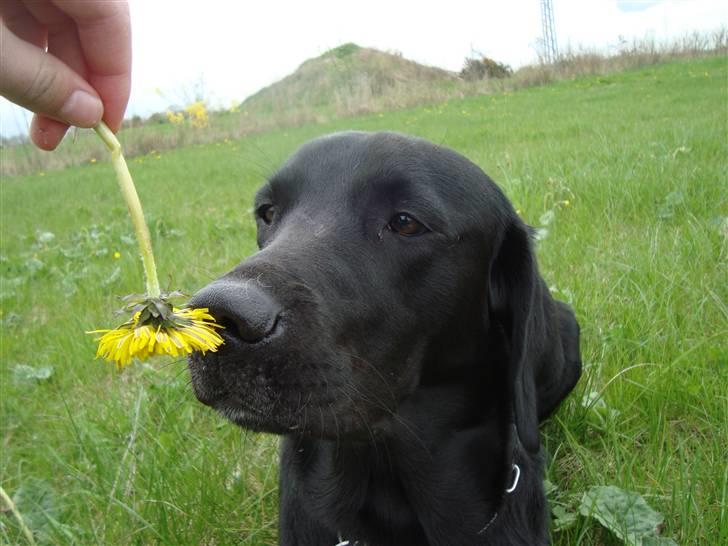 Labrador retriever Santos - Sommer 2010. billede 11
