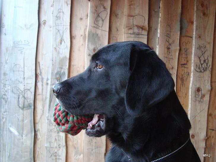 Labrador retriever Santos - |Nyt| D.18/3 billede 12