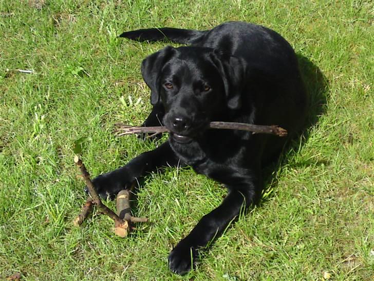 Labrador retriever Chiko billede 6